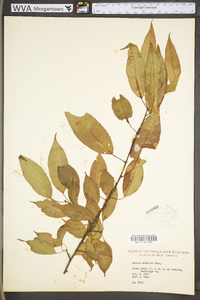 Prunus serotina var. serotina image