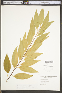 Prunus serotina var. serotina image