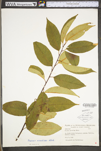 Prunus serotina var. serotina image