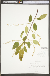 Prunus serotina var. serotina image