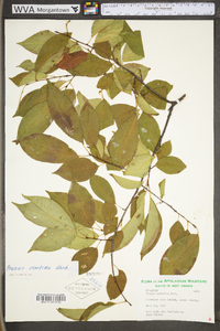 Prunus serotina var. serotina image