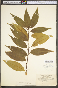 Prunus serotina var. serotina image