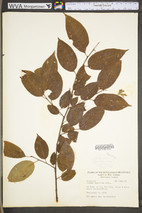 Prunus serotina var. serotina image