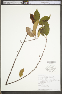 Prunus serotina var. serotina image