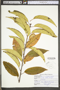 Prunus serotina var. serotina image