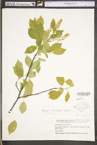 Prunus serotina var. serotina image