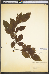 Prunus serotina var. serotina image