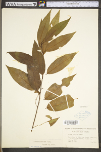 Prunus serotina var. serotina image