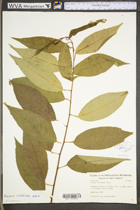 Prunus serotina var. serotina image