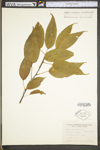 Prunus serotina var. serotina image