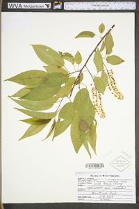 Prunus serotina var. serotina image