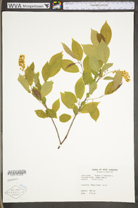 Prunus virginiana var. virginiana image