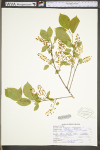 Prunus virginiana var. virginiana image