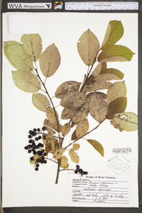 Prunus virginiana var. virginiana image