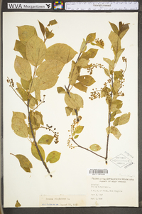 Prunus virginiana var. virginiana image