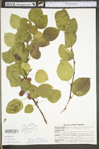 Pyrus calleryana image