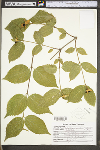 Rhodotypos scandens image