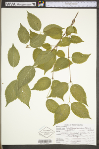 Rhodotypos scandens image