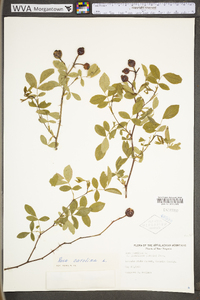 Rosa carolina subsp. carolina image