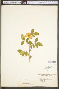 Rosa carolina subsp. carolina image