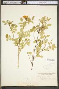 Rosa carolina subsp. carolina image