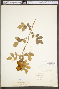 Rosa carolina subsp. carolina image