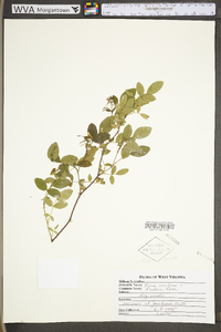 Rosa carolina subsp. carolina image