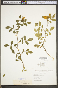 Rosa carolina subsp. carolina image