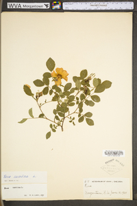 Rosa carolina subsp. carolina image