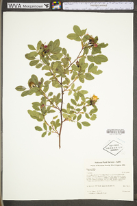 Rosa carolina subsp. carolina image