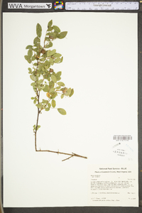 Rosa carolina subsp. carolina image