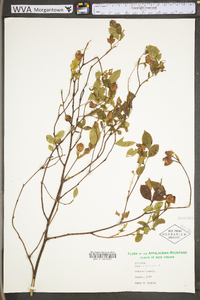 Rosa carolina subsp. carolina image