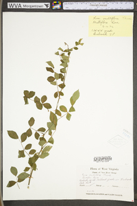 Rosa multiflora image