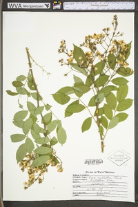 Rosa multiflora image