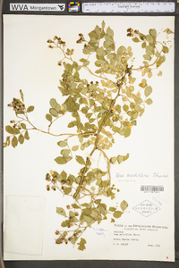 Rosa multiflora image