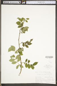 Rosa multiflora image