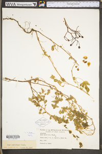 Rosa multiflora image