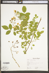 Rosa multiflora image