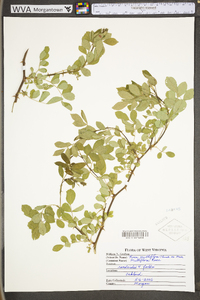 Rosa multiflora image