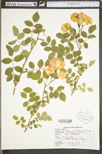 Rosa multiflora image