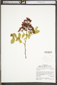 Rosa multiflora image