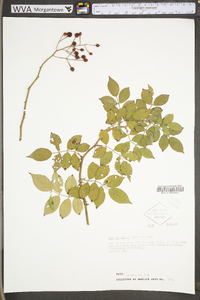 Rosa multiflora image