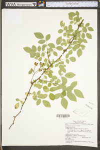 Rosa multiflora image