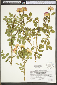 Rosa multiflora image