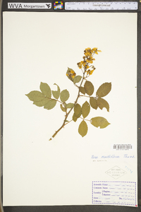 Rosa multiflora image