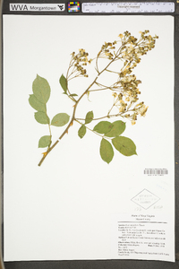 Rosa multiflora image