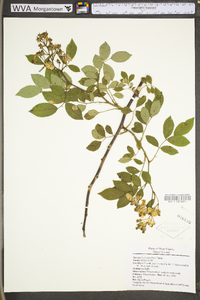 Rosa multiflora image