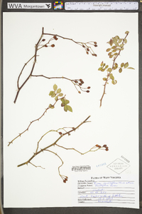 Rosa carolina subsp. carolina image