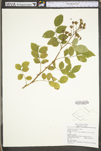 Rosa multiflora image