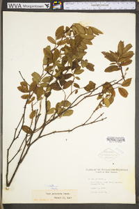 Rosa palustris image